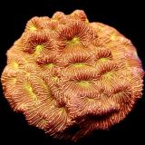 Jack O' Lantern Leptoseris Frag