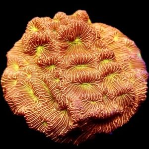 Jack O’ Lantern Leptoseris Frag