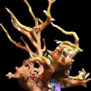 WYSIWYG 46 Lime Berry Hysterix 100mm Colony