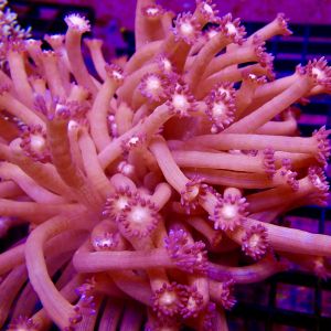 Purple Shimmer Goniopora Frag (10+ Polyps)