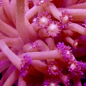 Purple Shimmer Goniopora Frag (10+ Polyps)