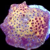 WYSIWYG 33F Spotted Discosoma Mushroom
