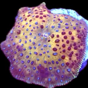 WYSIWYG 33F Spotted Discosoma Mushroom