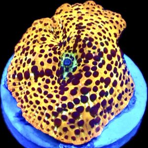 Leopard Print Discosoma Mushroom