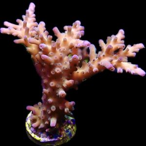 WYSIWYG 43 Cali Tort Acropora 70mm Colony