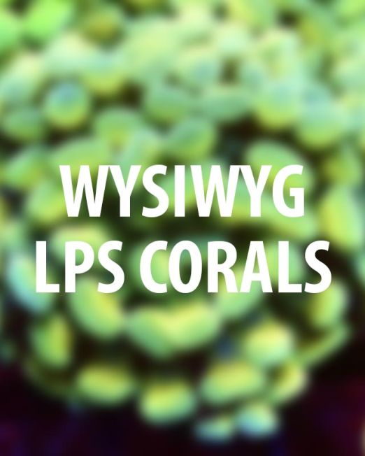 WYSIWYG LPS corals