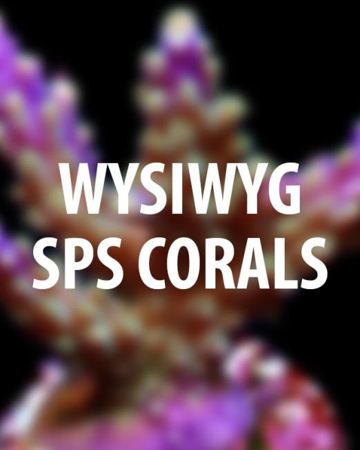 WYSIWYG SPS corals