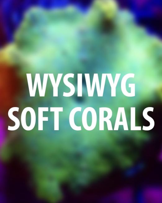 WYSIWYG Soft corals