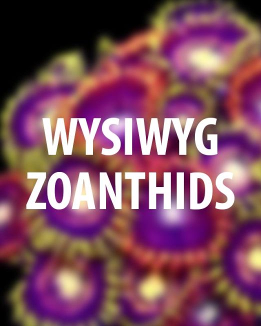 WYSIWYG Zoanthids