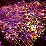 Indo Gold Torch Euphyllia