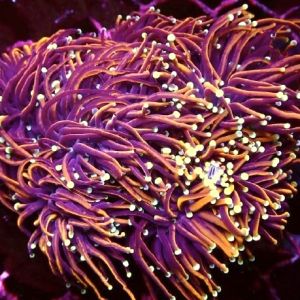 Indo Gold Torch Euphyllia