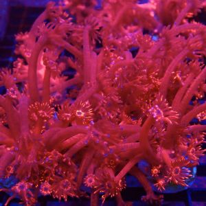 Blazing Inferno Long Polyped Goniopora Frag 20+ Polyps