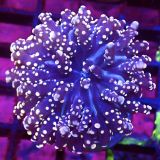 WYSIWYG Rose Gold Branching Frogspawn 19