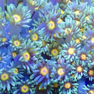 Purple Sunset Goniopora Frag (20+ Polyps)
