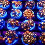 Tropical Mix Zoanthid (12+ Polyps )