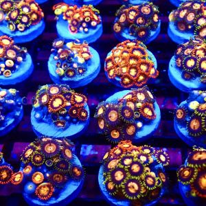 Tropical Mix Zoanthid (12+ Polyps )