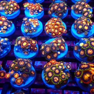 Tropical Mix Zoanthid (12+ Polyps )