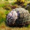 Rounded Super Turbo Grazer Snail