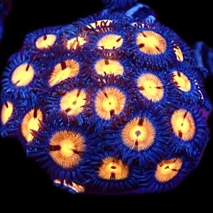 Orange Crush Zoanthid Frag ( 20+Polyps )