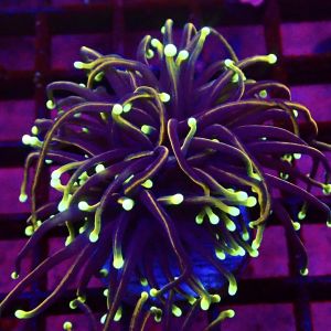 WYSIWYG Dragon Soul Gold Torch Euphyllia 36