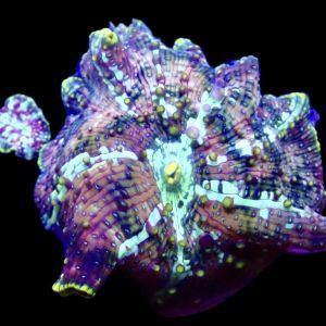 WYSIWYG 30D Rainbow Discosoma Mushroom