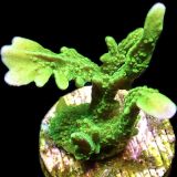 WYSIWYG 10J Elkhorn Montipora Frag Large