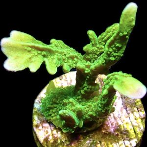 WYSIWYG 10J Elkhorn Montipora Frag Large