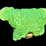 WYSIWYG 12B Green Goblin Montipora Frag