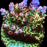 WYSIWYG 20G Bill Murray Acropora Frag Large