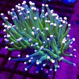 WYSIWYG Cotton Candy Torch Euphyllia Colony 32