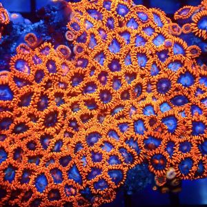 Fire And Ice Zoanthid Frag Ultra Colour Frag ( 10+Polyps )