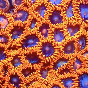 Fire And Ice Zoanthid Frag Ultra Colour Frag ( 10+Polyps )