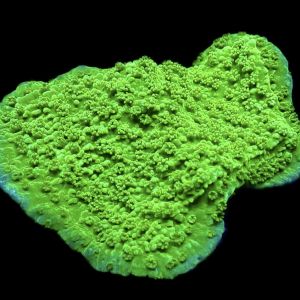 WYSIWYG 11D Green Goblin Montipora Frag
