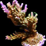WYSIWYG 31 Magic Magenta Acropora 70mm Colony