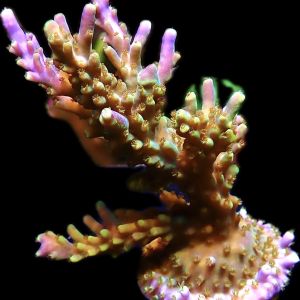 WYSIWYG 31 Magic Magenta Acropora 70mm Colony