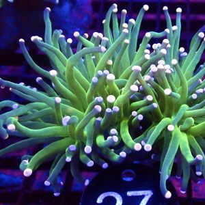 WYSIWYG Cotton Candy Torch Euphyllia Double Head 27