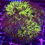 Super Fluorescent Galaxea  Frag