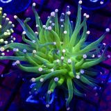 WYSIWYG Cotton Candy Torch Euphyllia 29