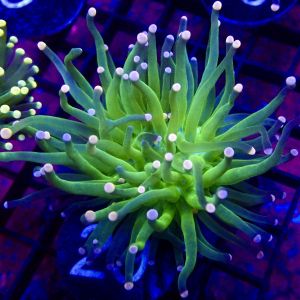 WYSIWYG Cotton Candy Torch Euphyllia 29
