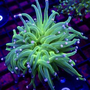WYSIWYG Cotton Candy Torch Euphyllia 33