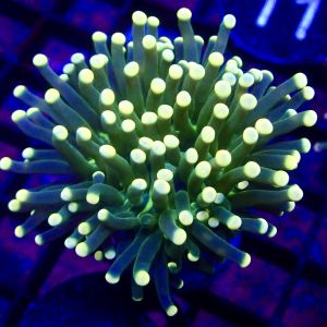 WYSIWYG Lime/Orange Euphyllia Cristata 9