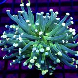 WYSIWYG Cotton Candy Torch Euphyllia 2