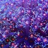 Fireball Goniopora Frag (20+ Polyps)
