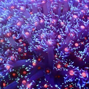 Fireball Goniopora Frag (20+ Polyps)