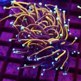 WYSIWYG Indo Gold Torch Euphyllia 6