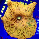 WYSIWYG Mega Discosoma Mushroom Extra Large T1