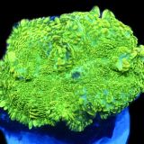 Neon Lemon And Lime Rhodactis Mushroom