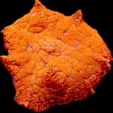 Flaming Hot Rhodactis Mushroom Coral Medium Single