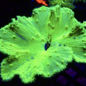 WYSIWYG  Neon Green Cabbage Soft Coral Colony 39