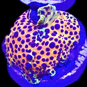 WYSIWYG A2 Ultra Discosoma Mushroom